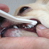 Mind Up Micro Head Toothbrush for Toy Breeds