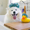 P.L.A.Y. Splish Splash Shower Quack Dog Toy