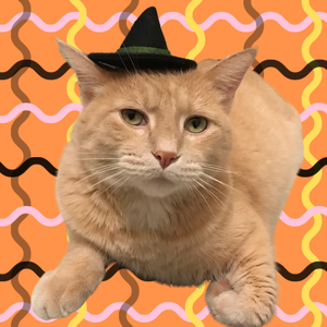 The Punchy Cat Catnip Witch Hat Toy