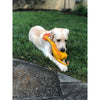 Lanco Squeaky Rubber Chicken Dog Toy
