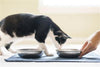 Stainless Steel Cat Bowls - Safe - Made in USA