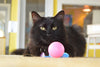 Dezi & Roo Wiggly Ping or Pong Cat Toy